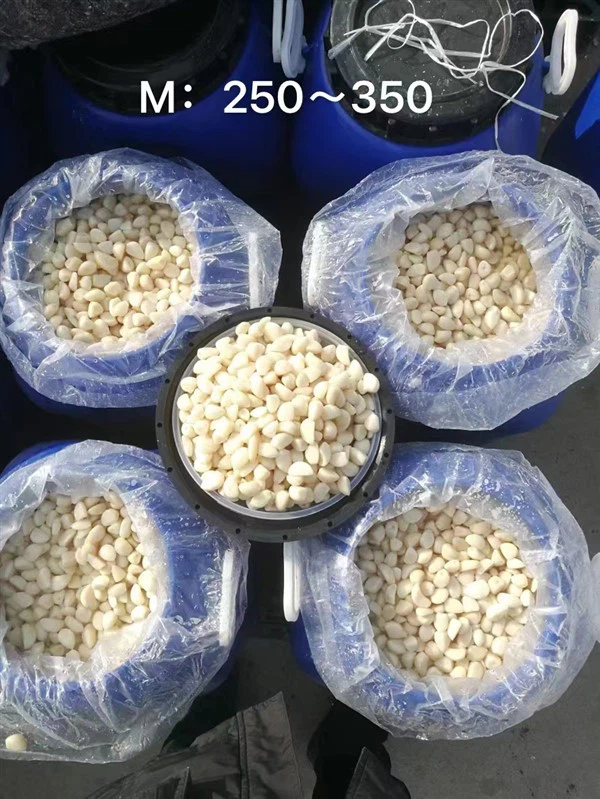 Fıçıda Salamurada Çin Sarımsağı